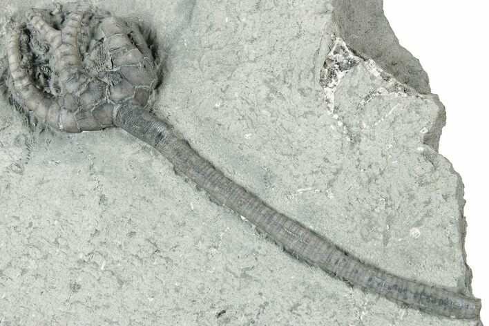Fossil Crinoid (Onychocrinus) - Crawfordsville, Indiana #326408